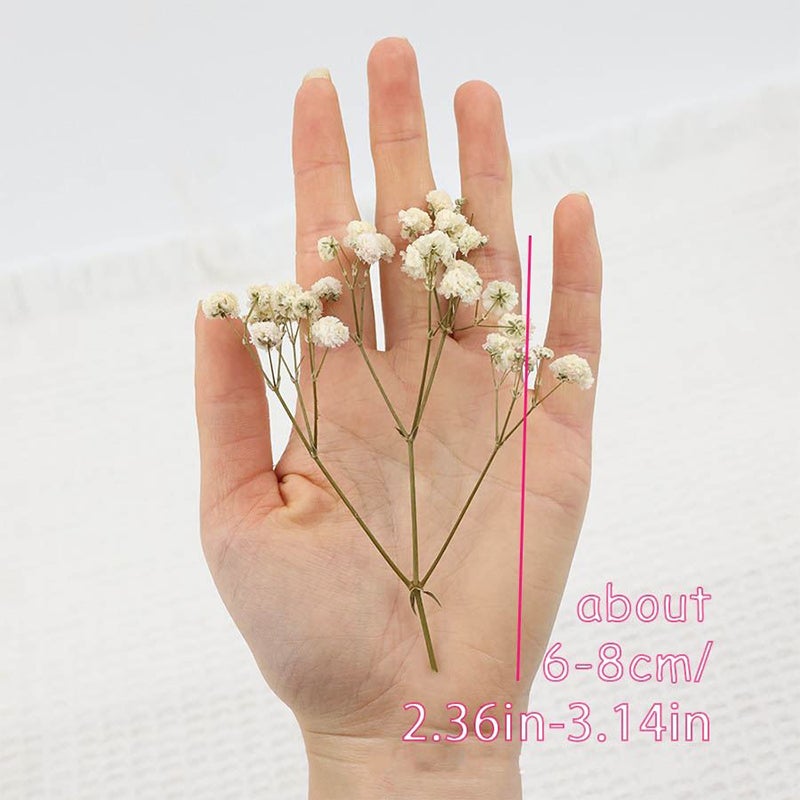 50 tiges de gypsophile séchée – bouquet blanc naturel pour mariages, vases, déco maison. - 3