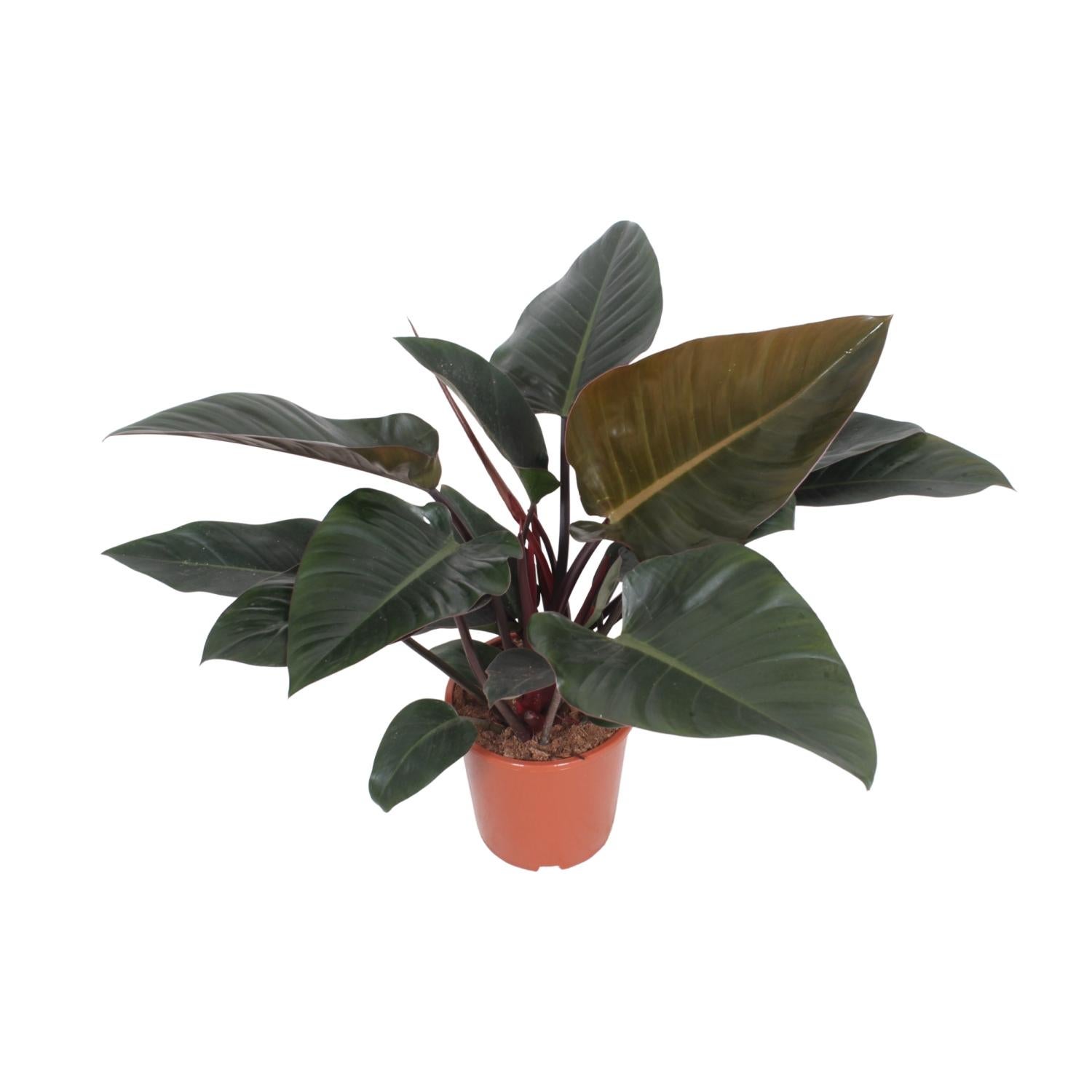 Philodendron Congo Red - Zielone i czerwone liście - Doniczka Ø27cm - Wysokość 80cm - Roślina doniczkowa