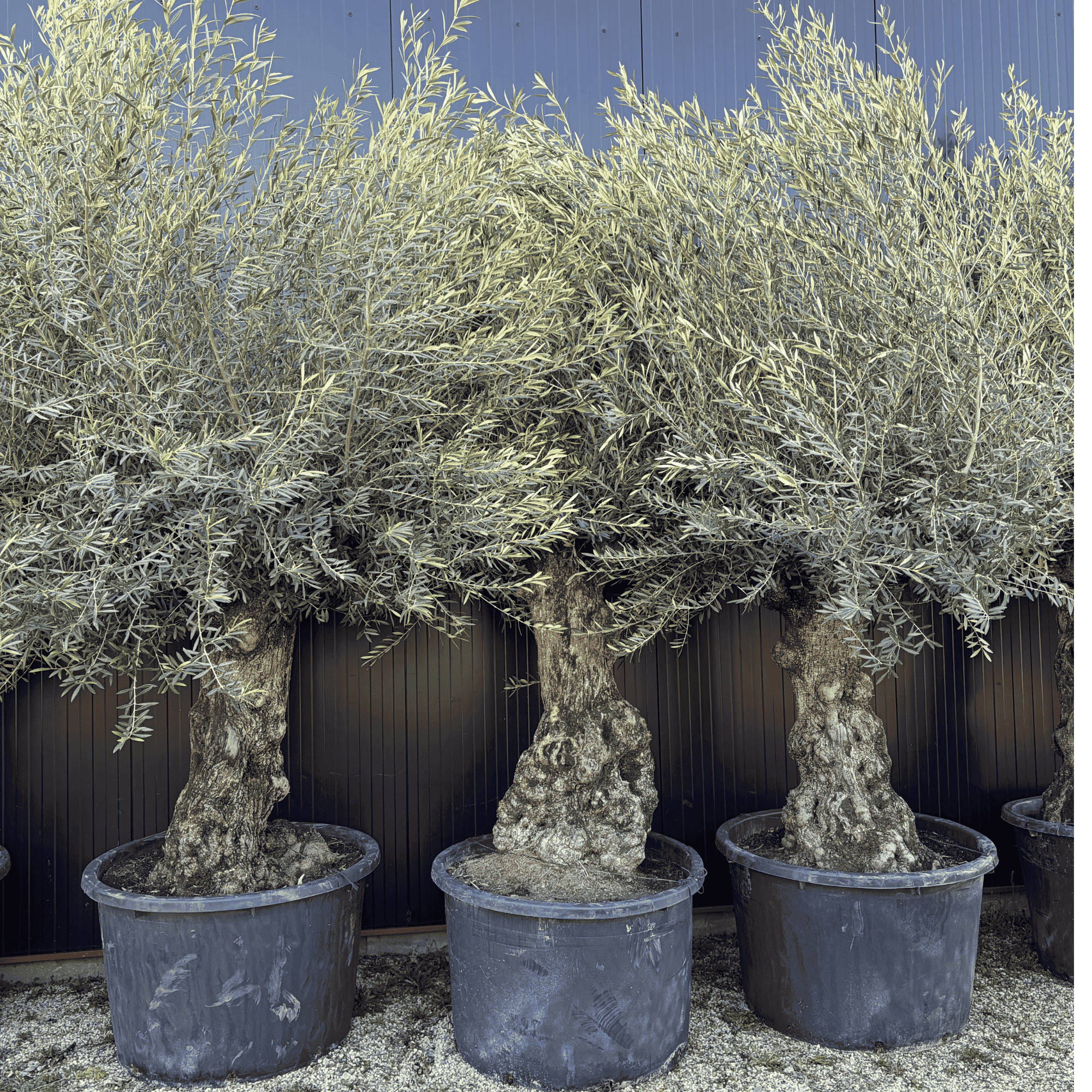 Olivier Europaea Tronc De 80/100 Cm De Diamètre Pot 285 Litres - 2