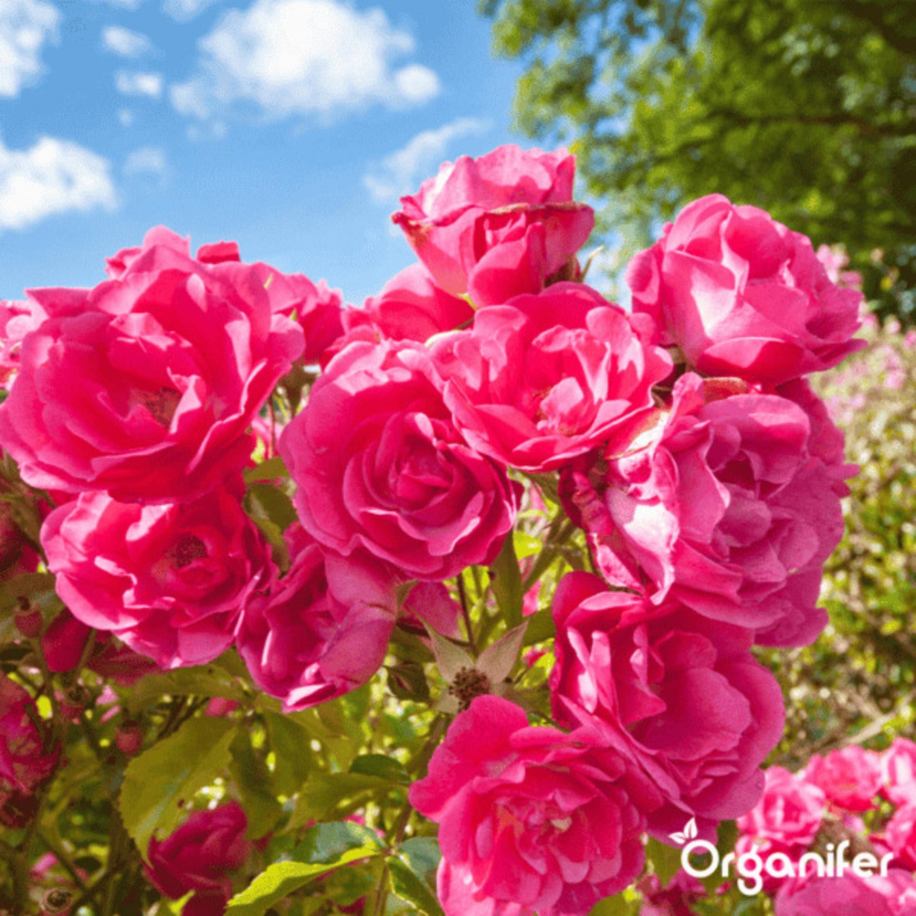 Farine De Basalte Amendement Pour Sol Argileux - 20 Kg Pour 200 M2 - Organifer - 9