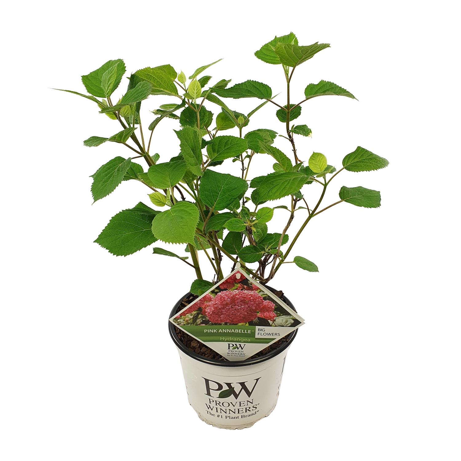 Hortensja drzewiasta ‘Pink Annabelle’ - Różowa hortensja ogrodowa - Doniczka Ø19cm - Wys. 30cm
