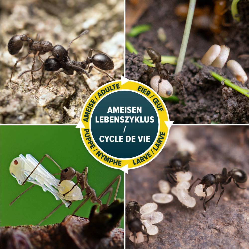 Scatole esca formiche NOPE! - 4 x 10 g - uso interno / esterno - gel a bassa tossicità - elimina il formicaio - 6