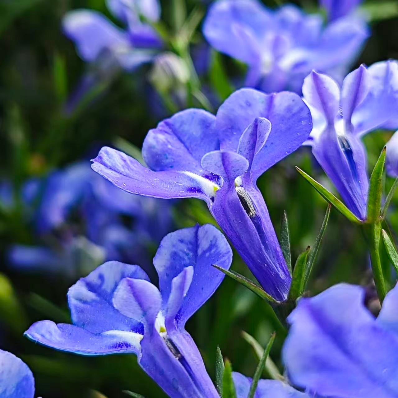 8000 graines de lobélia, faciles à cultiver, Graines de fleurs avec engrais, Graines de couvre-sol de fleurs sauvages, pour balcons, pots et bordures - 6