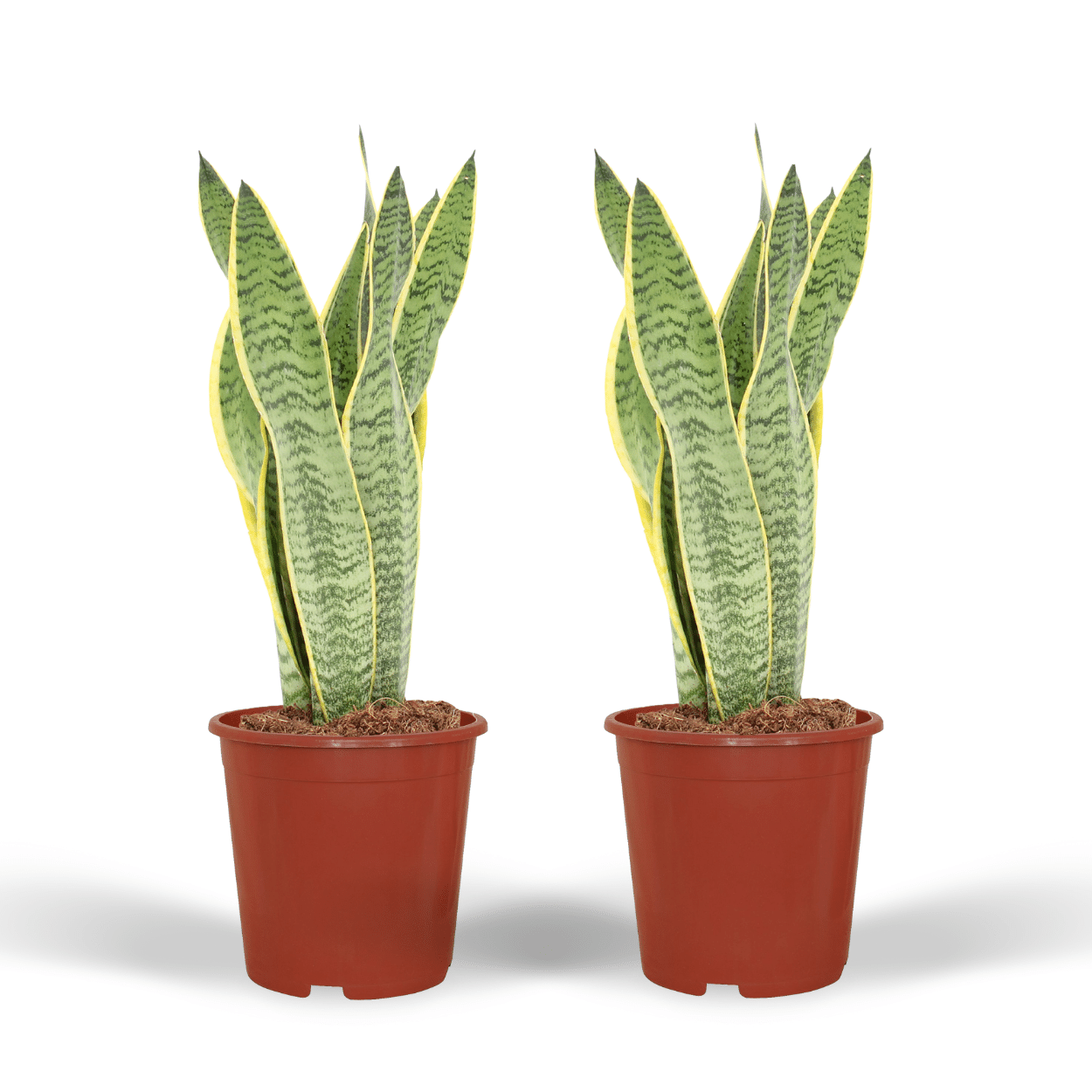 2x Sansevieria Laurentii - Język Kobiety 40 cm - Roślina doniczkowa łatwa w uprawie
