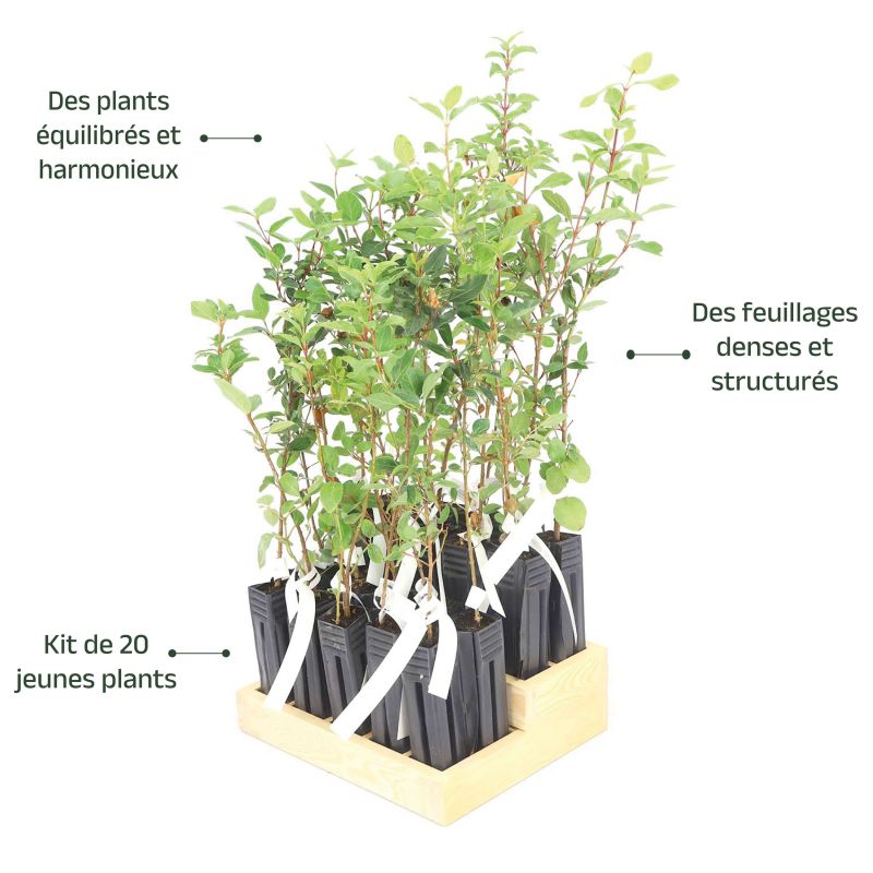 20 Lauriers Tin (Viburnum Tinus) - Haie de Laurier Tin - - Pépinières Naudet - 4