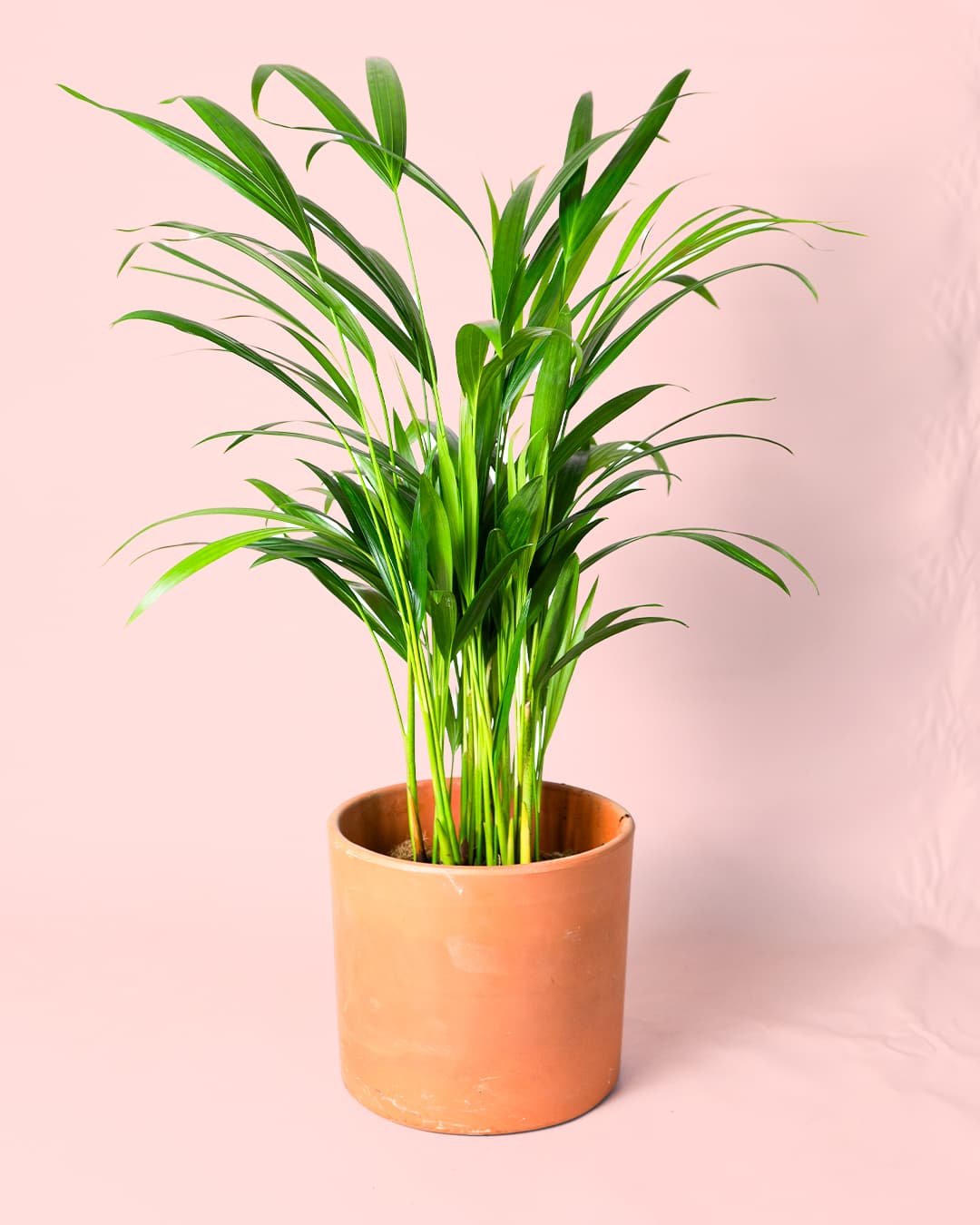 Palma Areca | Natural de Interior y Exterior | Pur Plant - 5