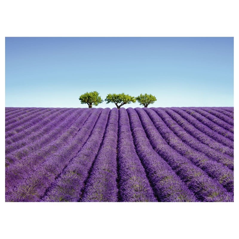 Tableau toile en kit paysage Provence COULEUR LAVANDE 180 x 130 cm - Toile textile sans PVC, Made in France par Scenolia - 2