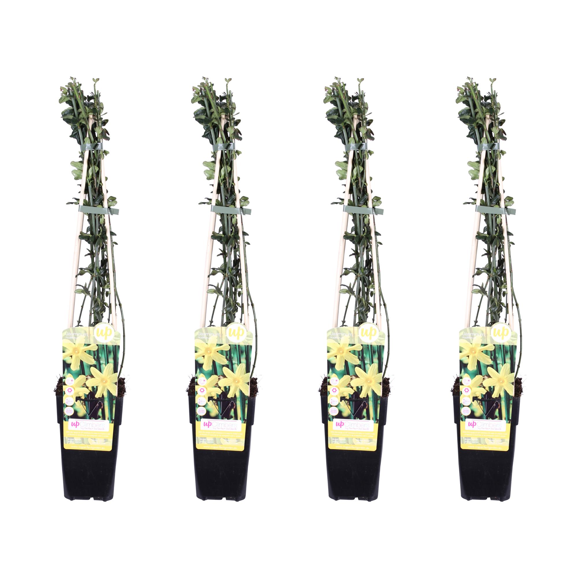 4x Jasminum nudiflorum - Jaśmin zimowy kwiaty żółte - 65 cm - Doniczka Ø15 cm