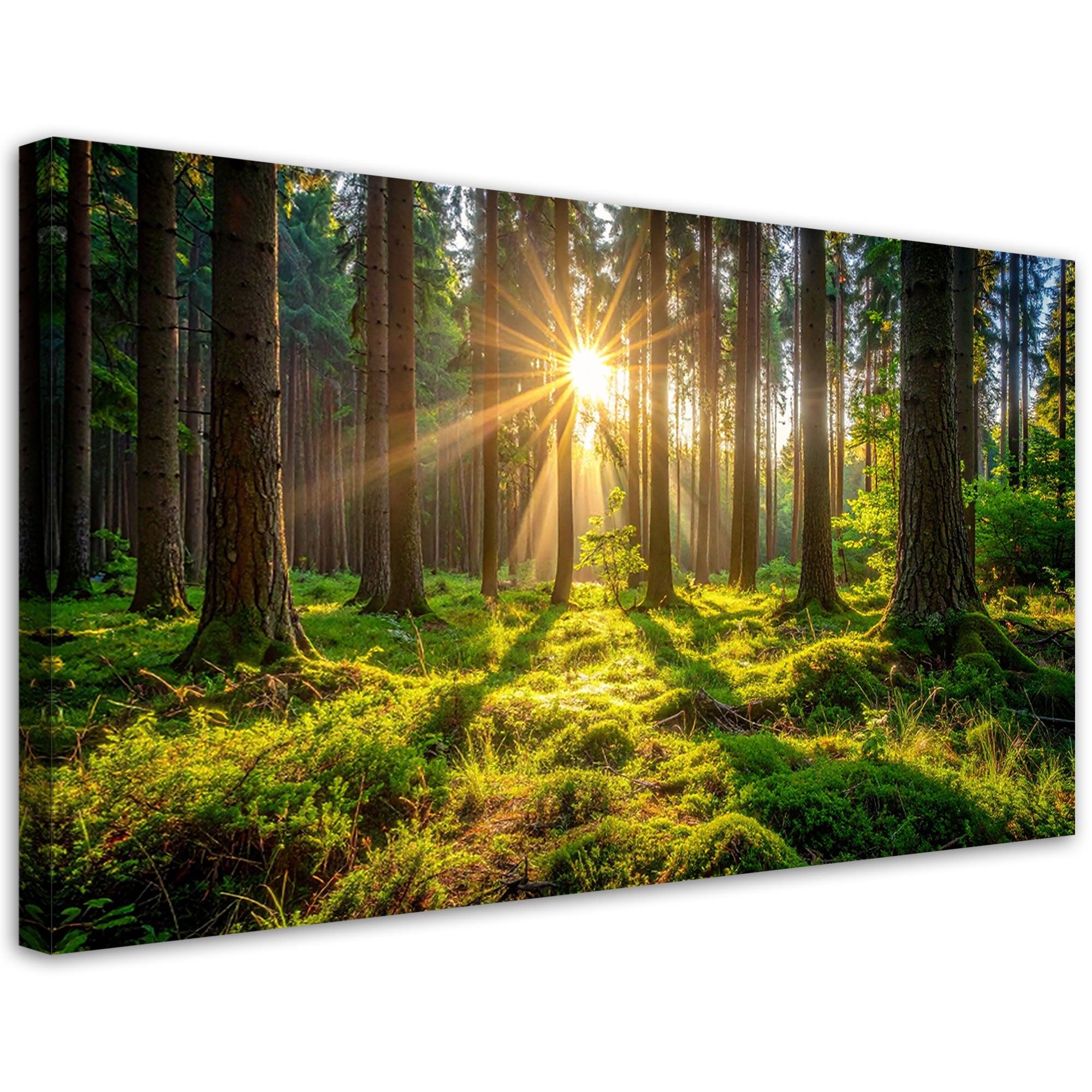 Obraz do salonu sypialni biura, Las drzewa wschód słońca 120x60