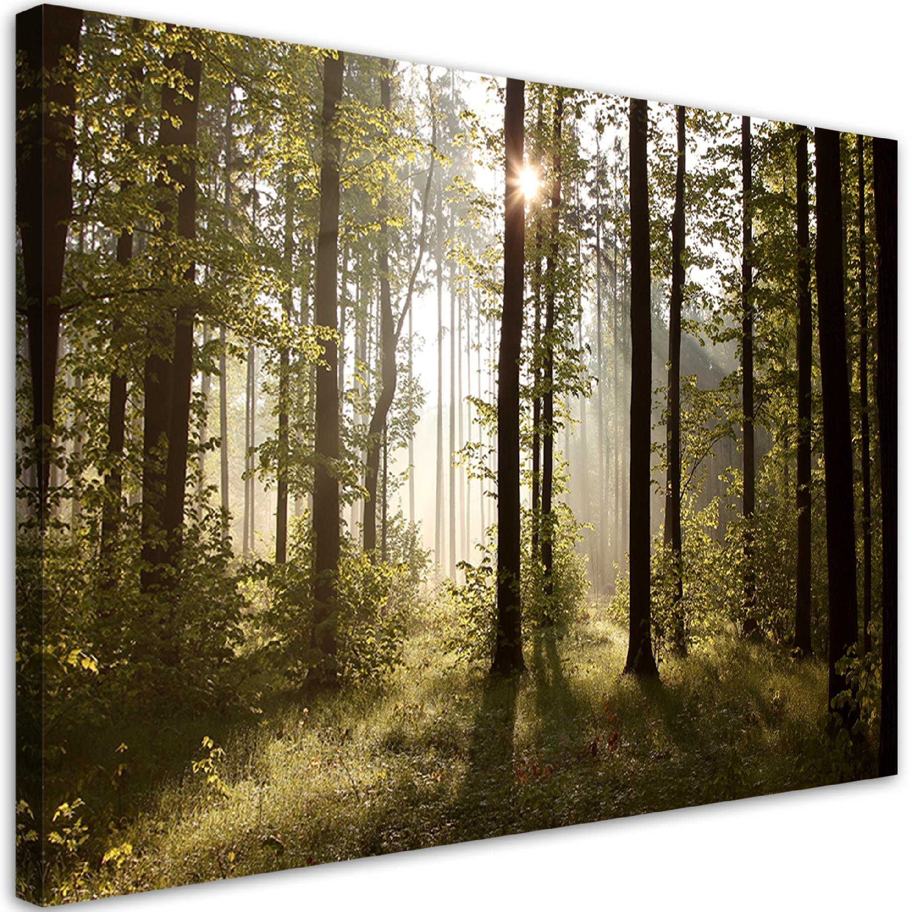 Obraz, Poranek w lesie 90x60