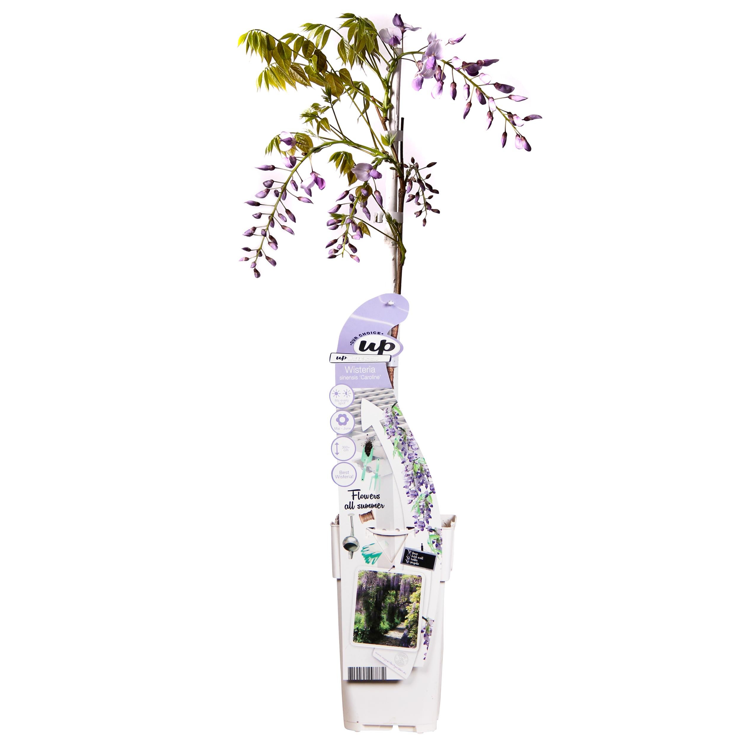 Wisteria sinensis 'Caroline' - Glicynia fioletowa pnącze - Doniczka Ø15cm - Wys. 65cm