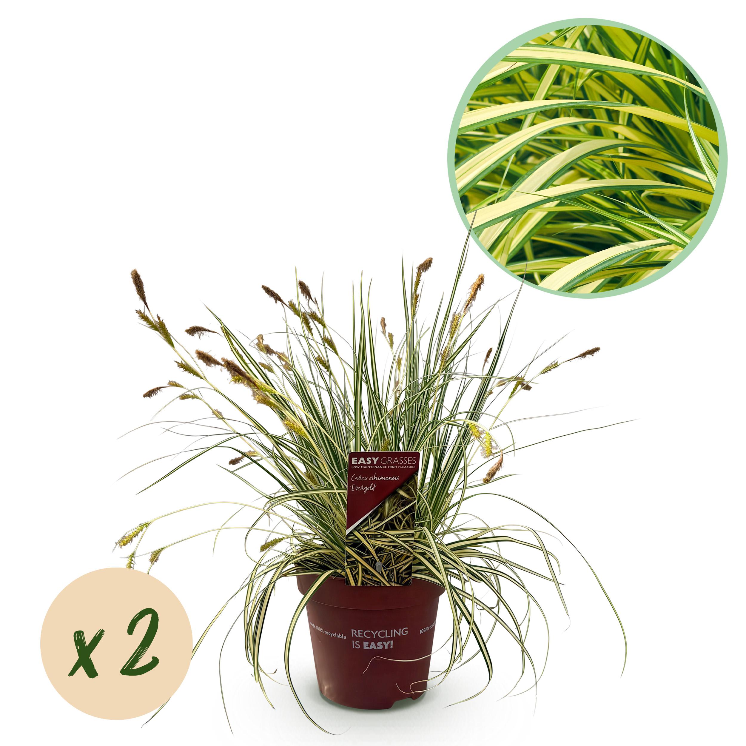 Carex oshimensis Evergold – Trawa ozdobna żółto-zielona – Zimozielona – 2 rośliny – Doniczka 17 cm – Wysokość 50 cm