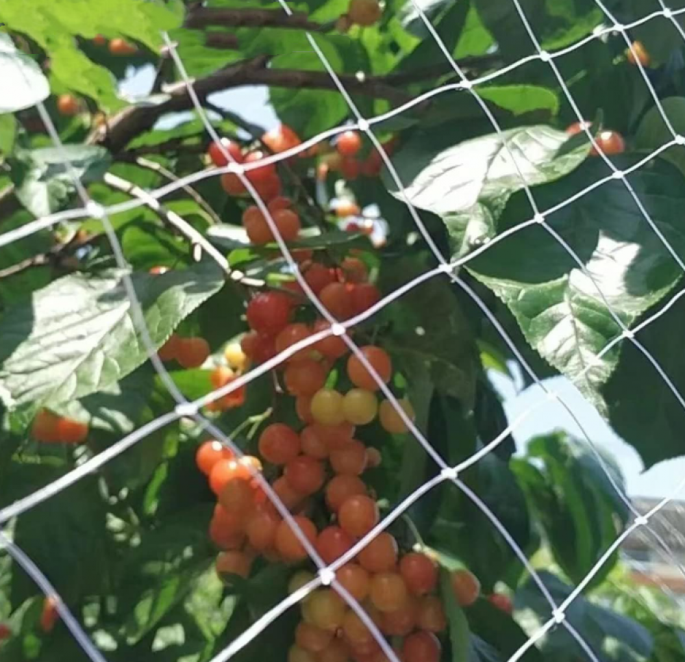 Filet Anti-Oiseaux pour Balcon 5x5 m - Protégez Piscine, Jardin et Balcon avec Filtrage Transparent Résistant - 5