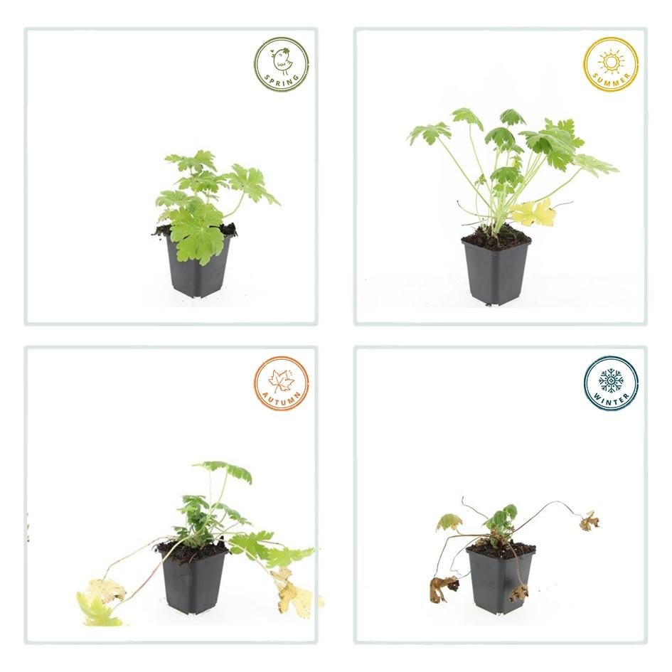 24x Plante Geranium macr. 'Spessart' - ↕10-25cm (hauteur) - Ø9cm (diamètre)– ComfortXL Green - 5