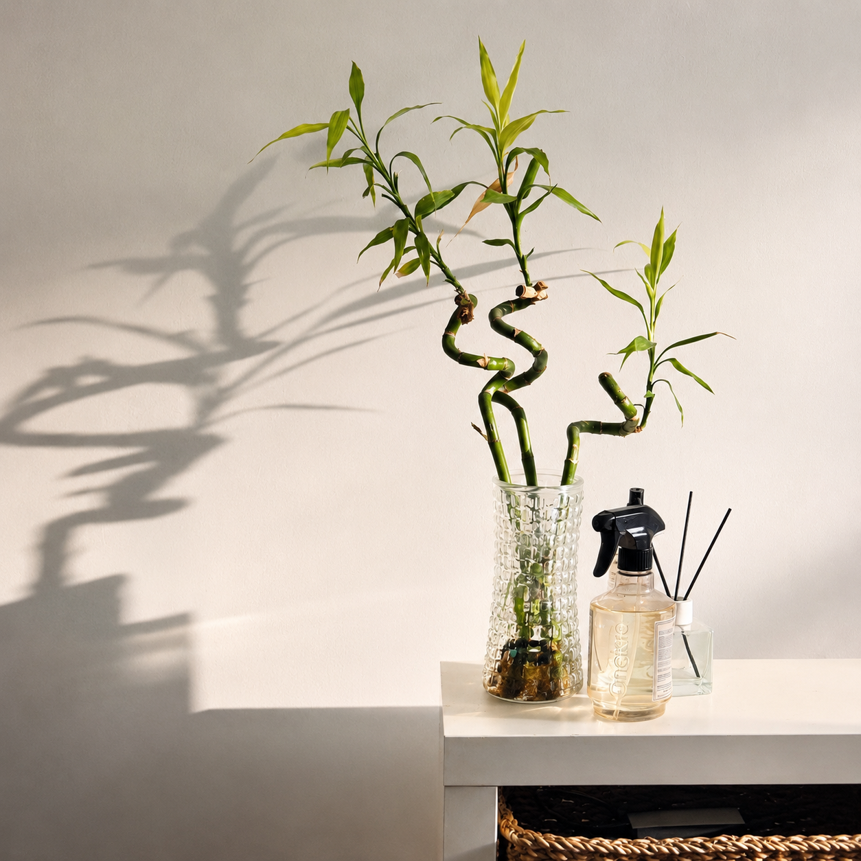 Lucky Bamboo Set da 6 - Dracaena Sanderiana - Pianta da Interno Portafortuna Feng Shui - 40-45 cm - Facile Cura, Poca Luce - 2