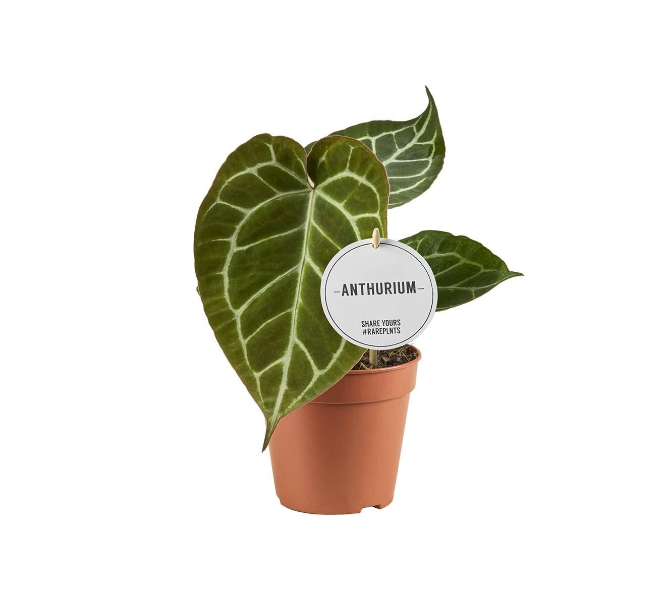 Anthurium Crystallinum - Doniczka 12cm - Wysokość 20cm - Roślina Tropikalna Doniczkowa o Dekoracyjnych Liściach