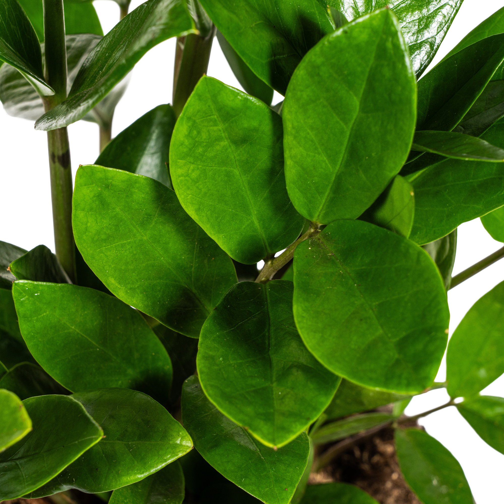 Zamioculcas Zamiifolia plante verte Ø17 cm hauteur 40-50 cm– MOSELOTA Green - 2