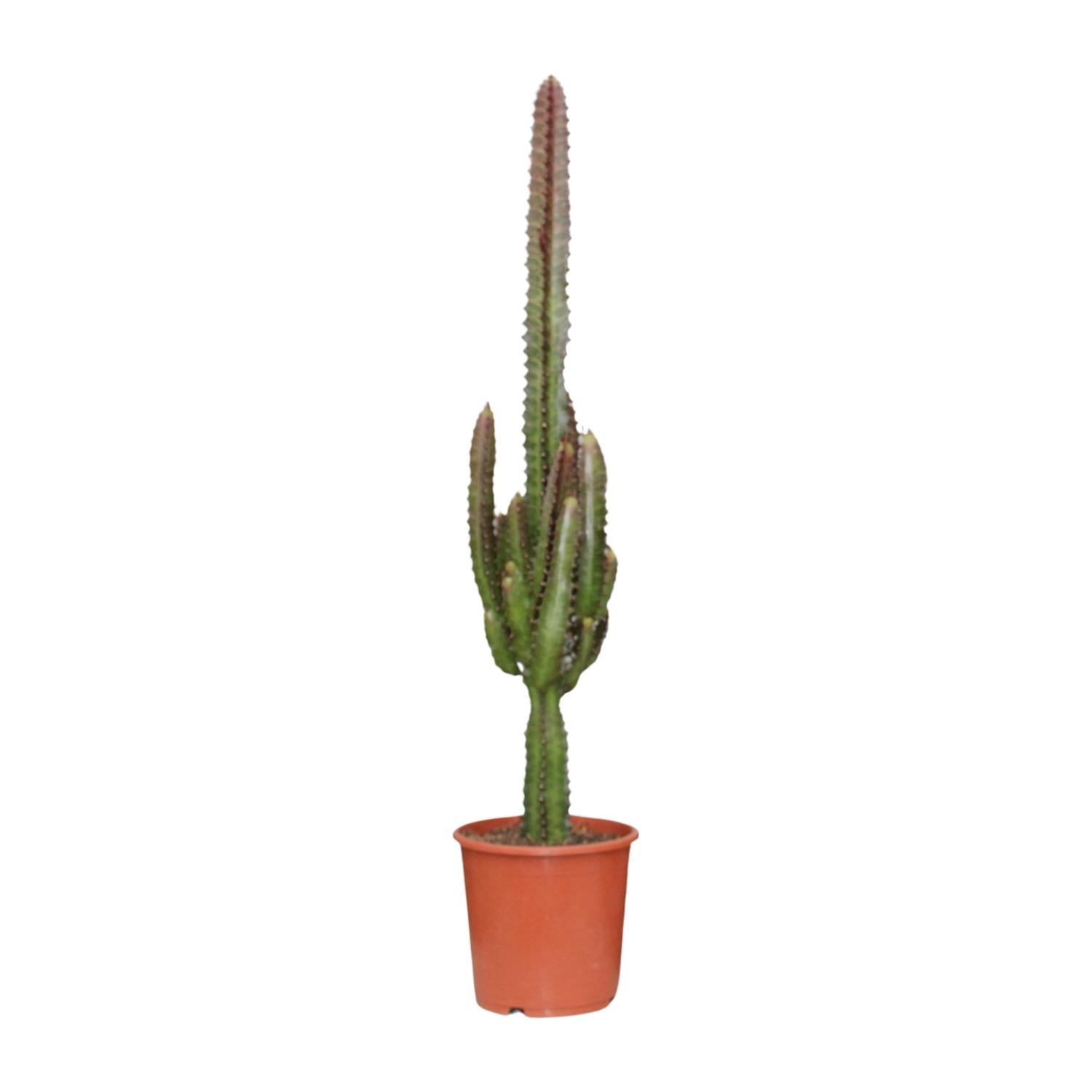 Euphorbia Trigona Rubra Sukulent - Afrykańskie drzewo mleczne - Ø17cm - ↕70cm