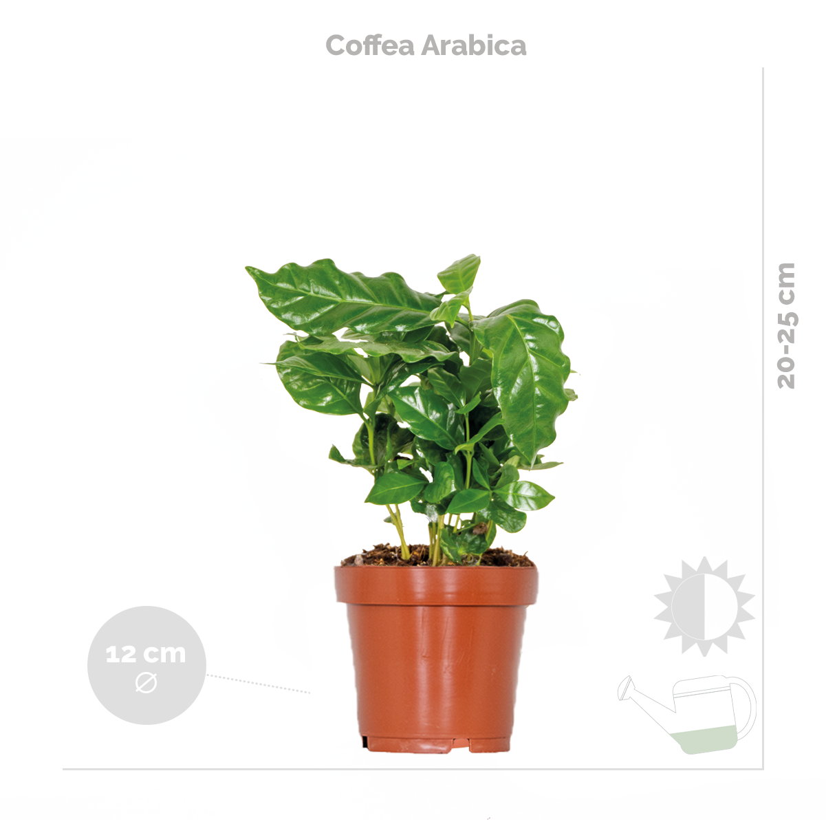 Lot de 3 - Mélange de plantes d’intérieur - Coffea, Dracaena, Chlorophytum - Dépolluantes - 25-35 cm - 5