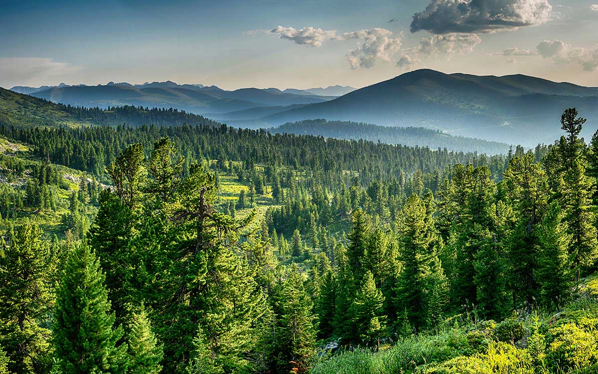 Cuadro bosque de siberia - 80x50cm - made in france