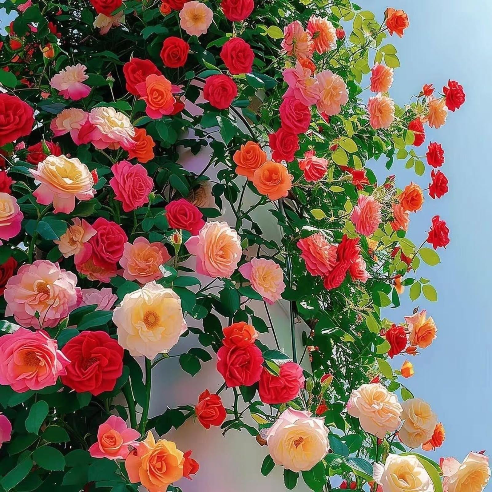 1000 semillas de rosas trepadoras, semillas de flores de rosas, florecen  todo el año, hermosas flores, perfectas para patios, balcones y jardines