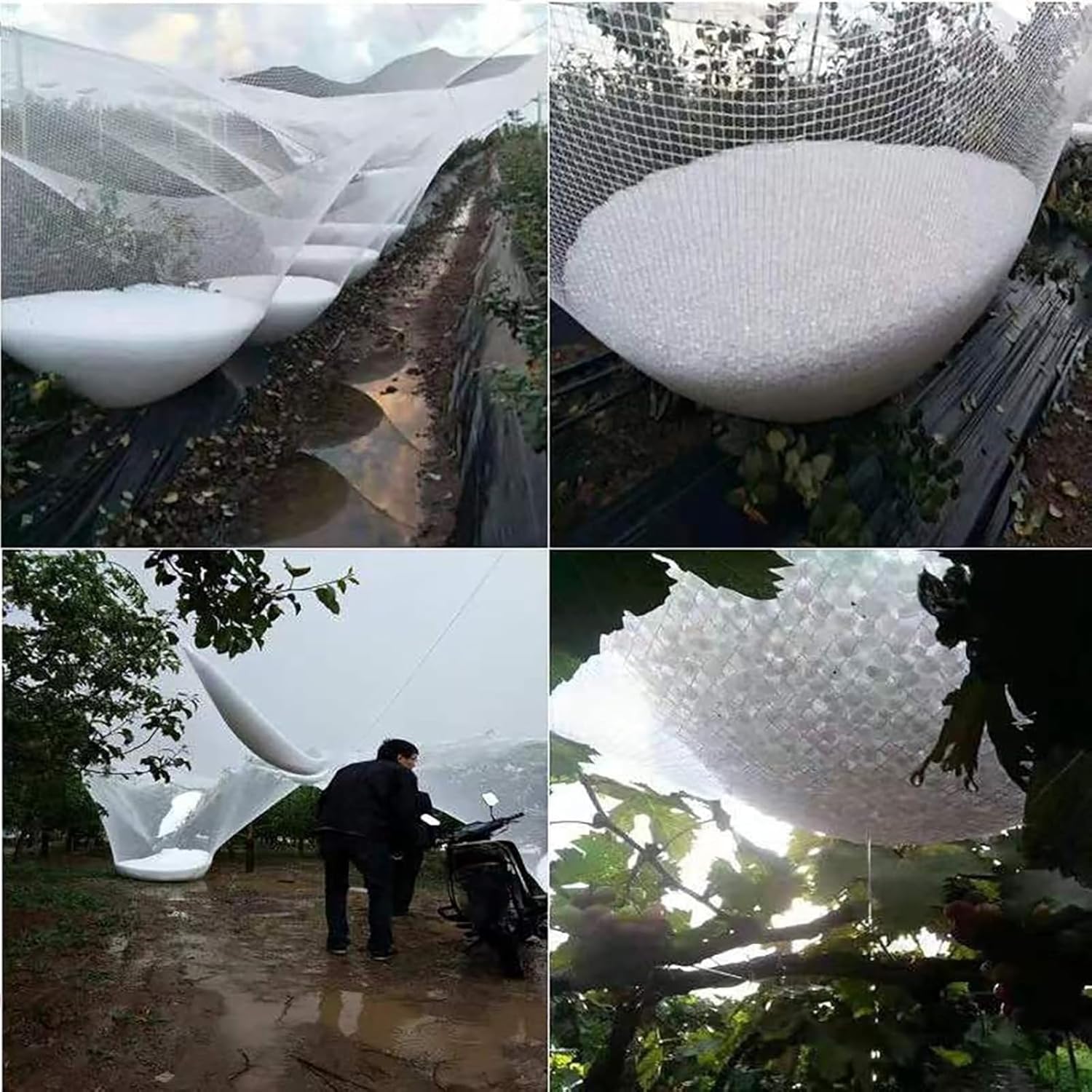 Filet Anti-grêle pour Plantes, vergers et Jardins - Protège Fruits et légumes, 5 mm, découpable, réutilisable, idéal pour Les serres et Les Arbres fr - 3