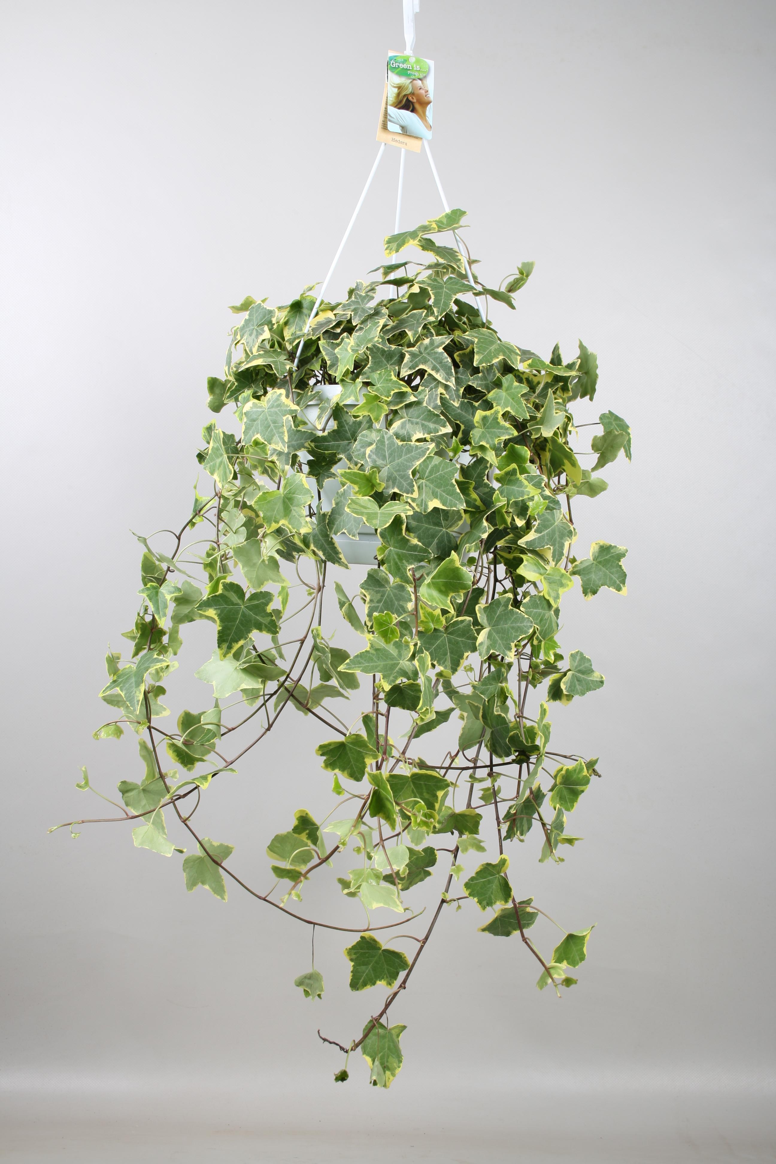 Hedera Helix Gold Child Ø24cm – Bluszcz wiszący XXL do wnętrz