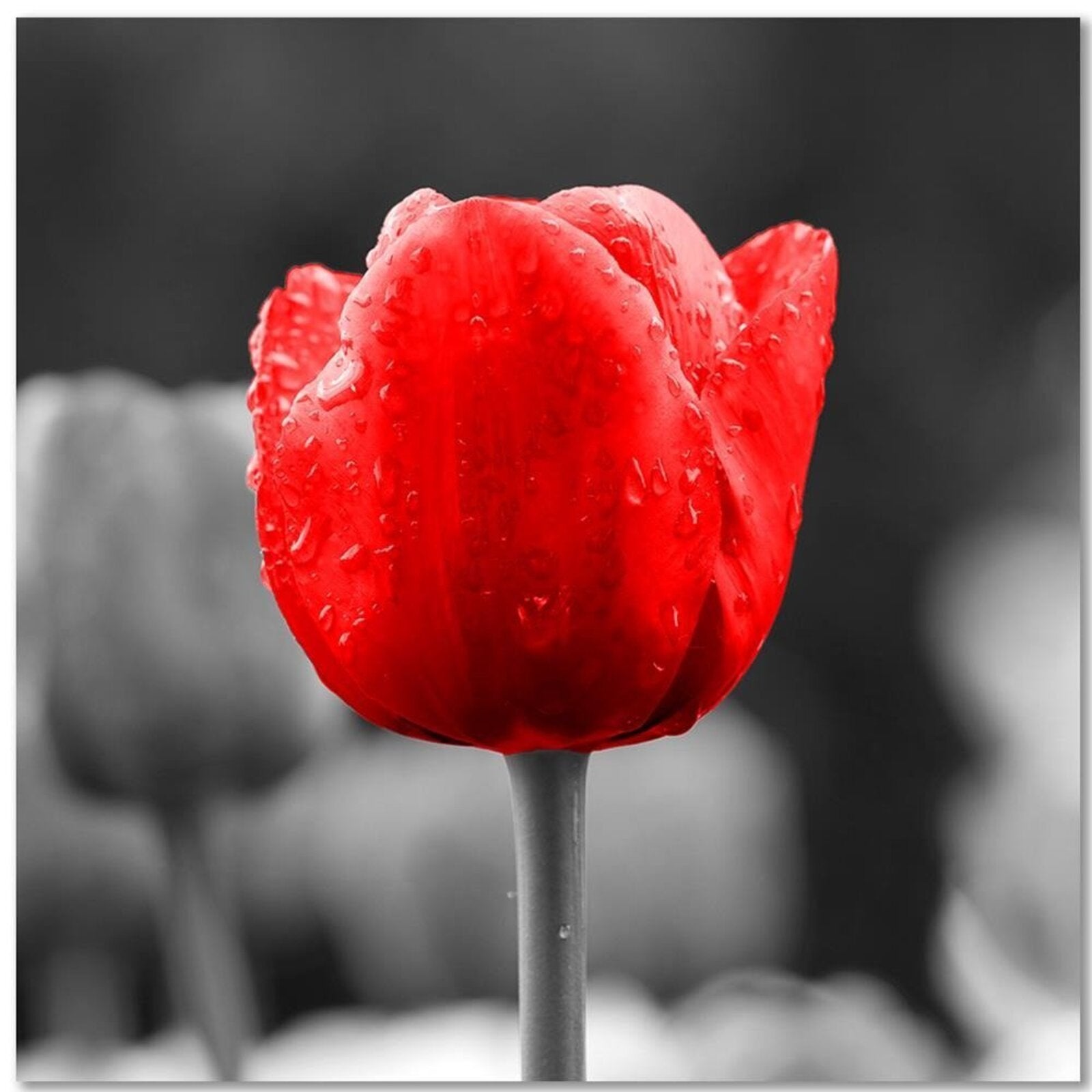Tableau bois tulipe en rouge - 50 x 50 cm - 2