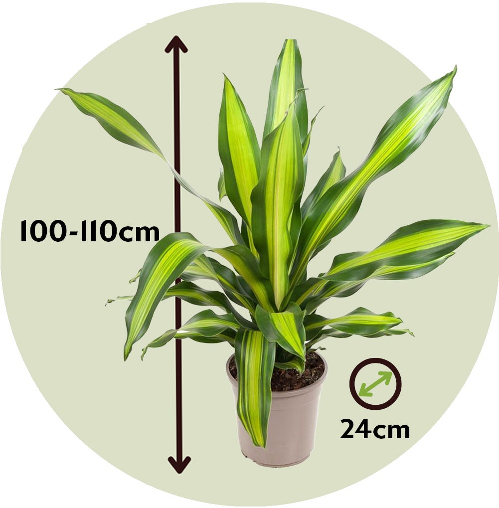Dracena - Dracaena fragrans 'Charley' - Altezza 100-110cm - 24cm | Leroy  Merlin