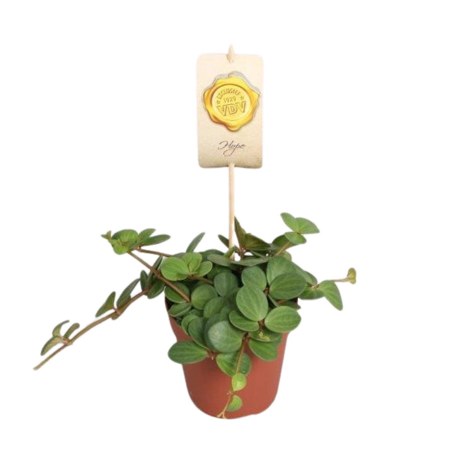 Peperomia Hope - Roślina doniczkowa - Doniczka Ø12cm - Wysokość 15cm