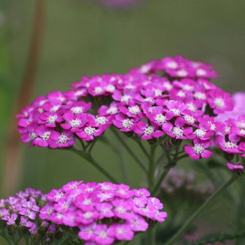 2 Achillées 'Cerise Queen' (Achillea 'Cerise Queen') - Vendu par 2 ...