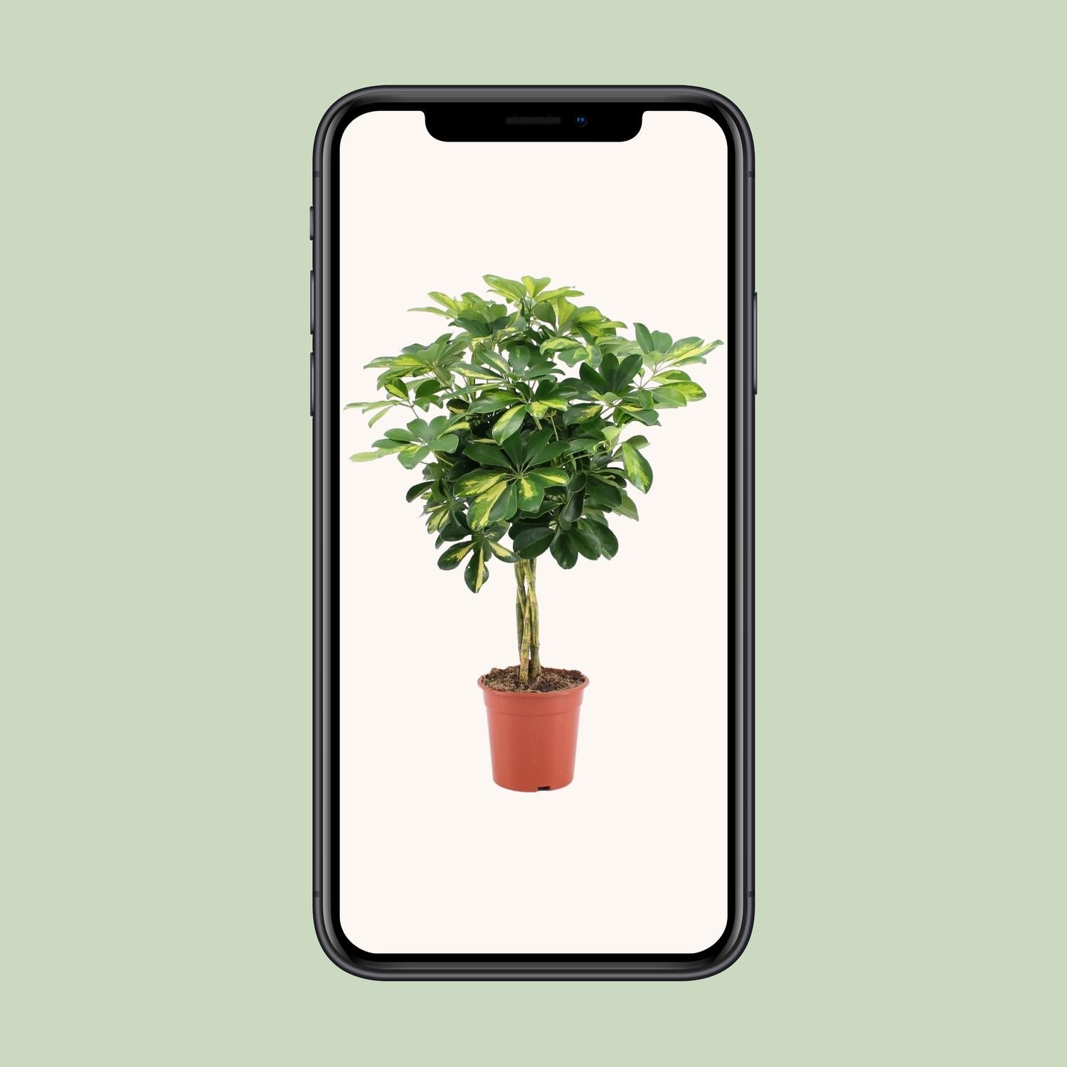 Plante Schefflera Arboricola Gold Capella - Diamètre 19cm, Hauteur 75cm– MOSELOTA Green - 4