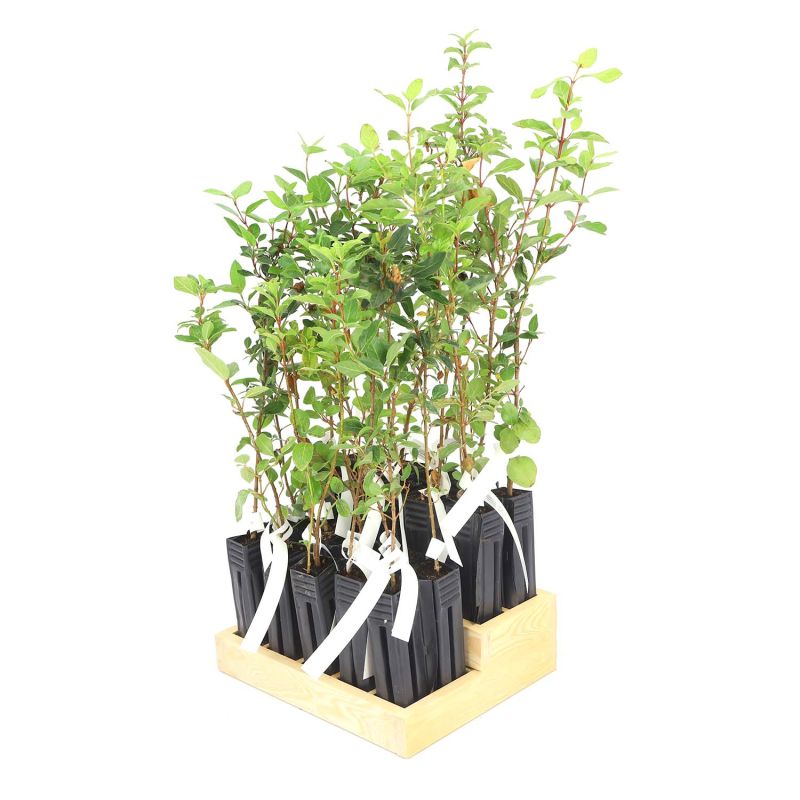 20 Lauriers Tin (Viburnum Tinus) - Haie de Laurier Tin - - Pépinières Naudet - 3
