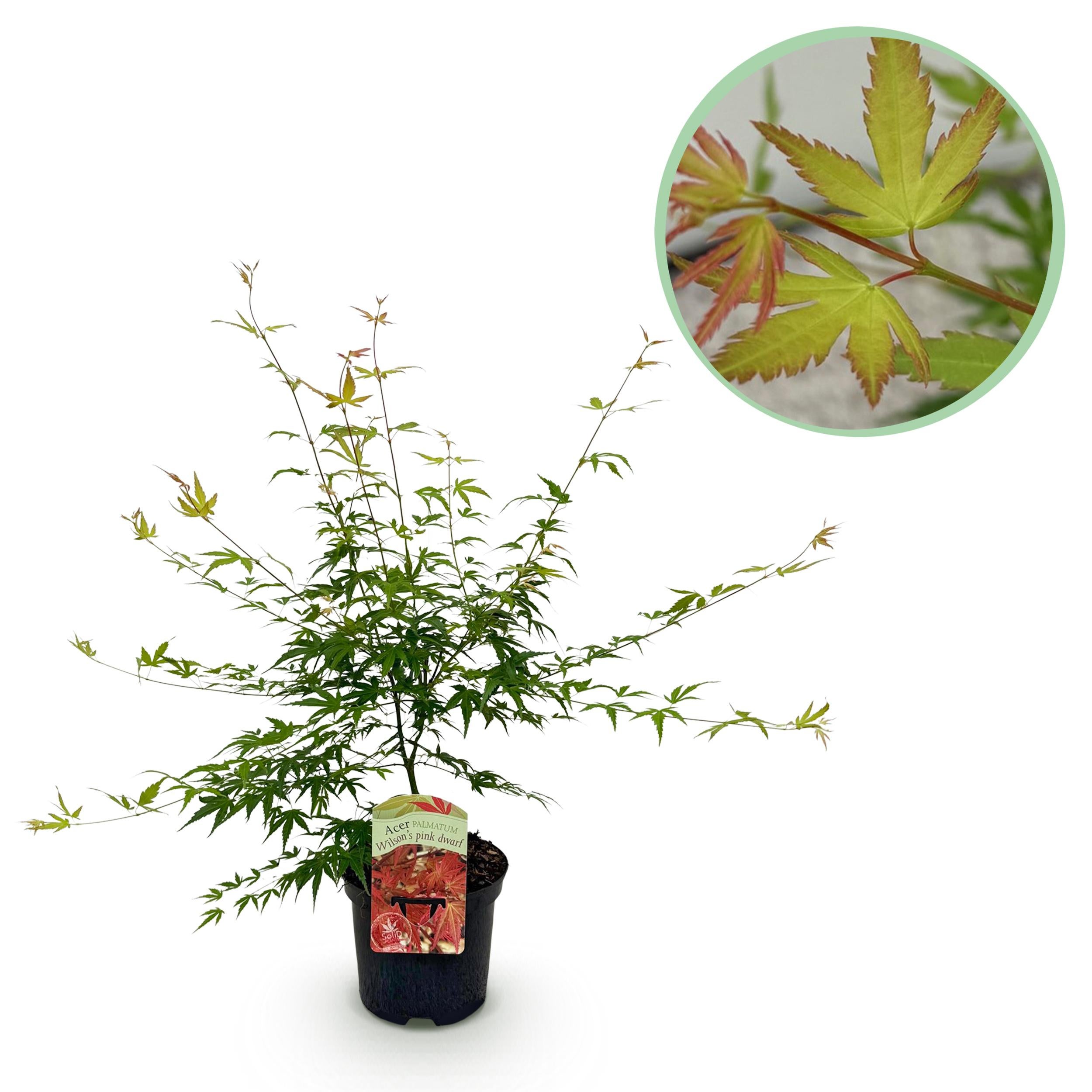 Klon Japoński Pink Dwarf – Acer palmatum – Różowe liście – Donica 19 cm – Wys 70 cm