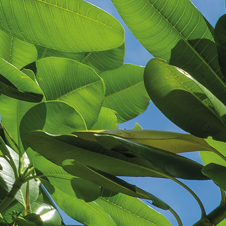 Fotomurale in tessuto non tessuto di Komar - Stefan Hefele Cast Away Jungle - Dimensione: 450 x 280 cm - 7