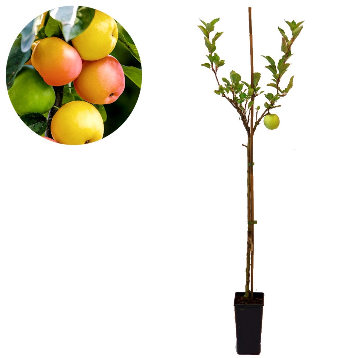 Forfait foret alimentaire Schramas 20 Plants fruitiers + Cueillette sauvage sur 25m2 - 5
