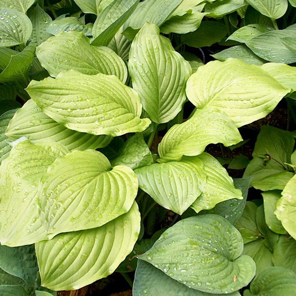 6 x Hosta - Hosta 'Honeybells' - godet 9x9 cm | Leroy Merlin