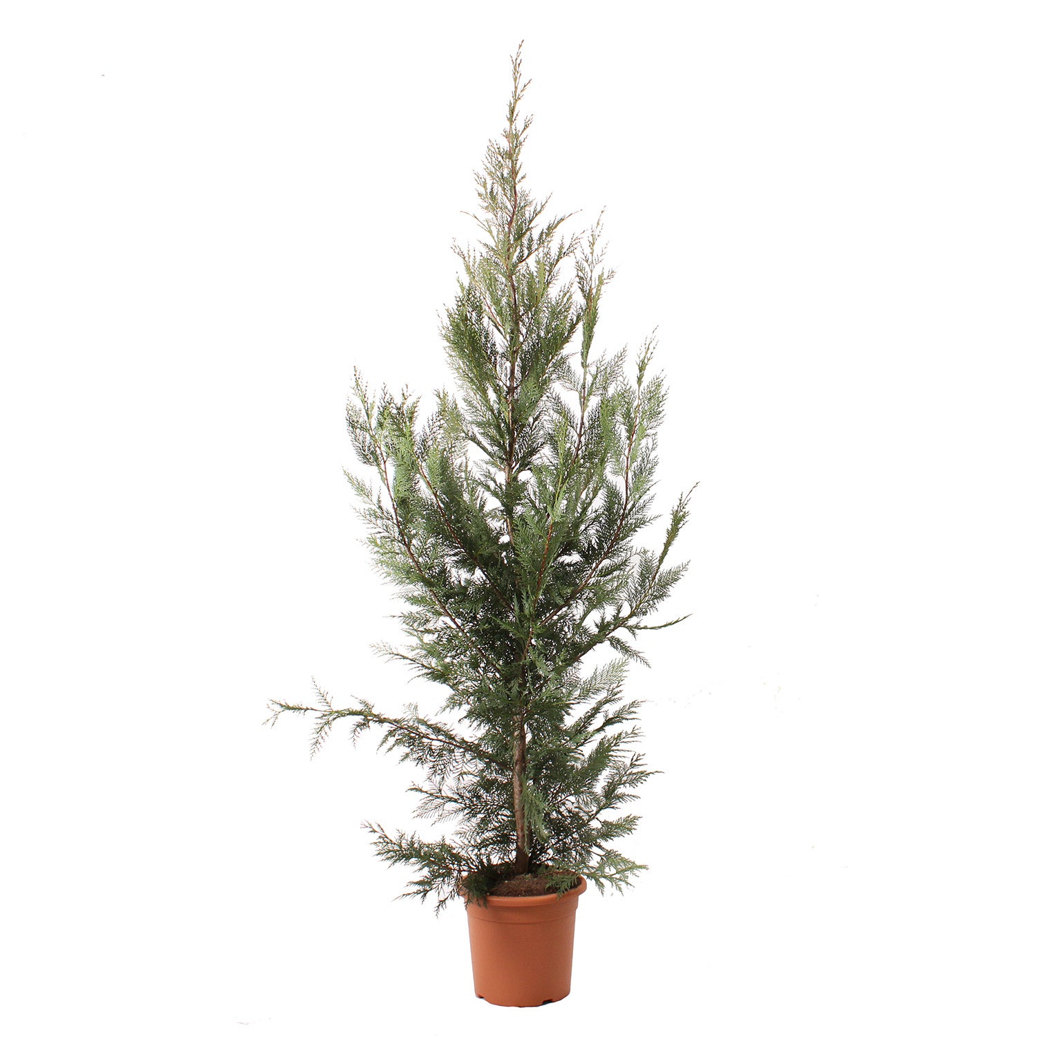 Think Trees Tour at John Gillum Branch_Spanish, image size:1500x1500