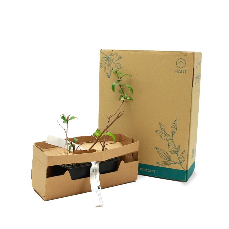 Cognassier du Japon 'Flocon Rose' (Chaenomeles speciosa 'Flocon Rose') - Godet - Taille 20/40cm - Pépinières Naudet - 5