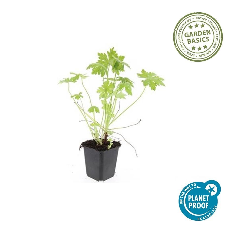 12x Géranium macrorrhizum - Couvre-sol robuste à feuilles parfumées et fleurs printanières, 10-25 cm, pot Ø9 cm - 2