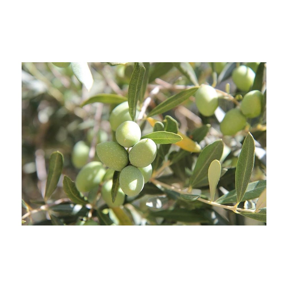 Terreau pour agrumes et plantes méditerranéennes (Lot de 3) Secret Vert - 4