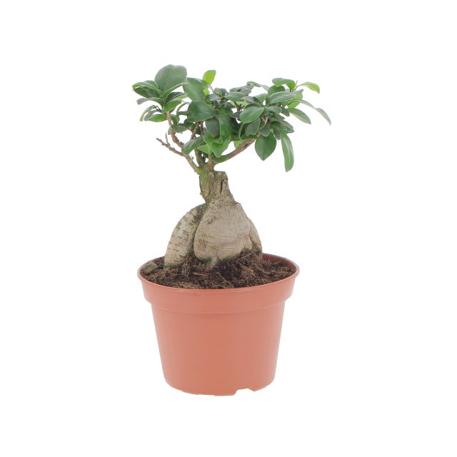 KENTIS - Bonsai Ficus Ginseng/Retusa - Pianta Vera in Vaso - Piante da Interno Vere - Vaso Ø 12 cm