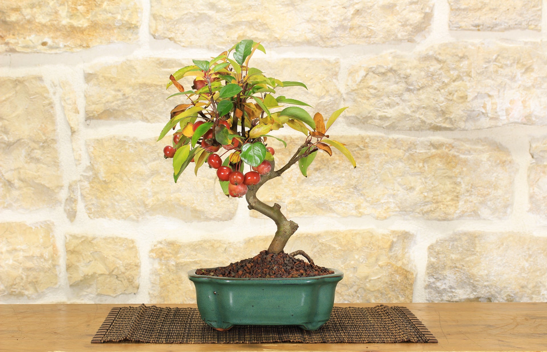 Bonsai di Melo selvatico (94) | Leroy Merlin