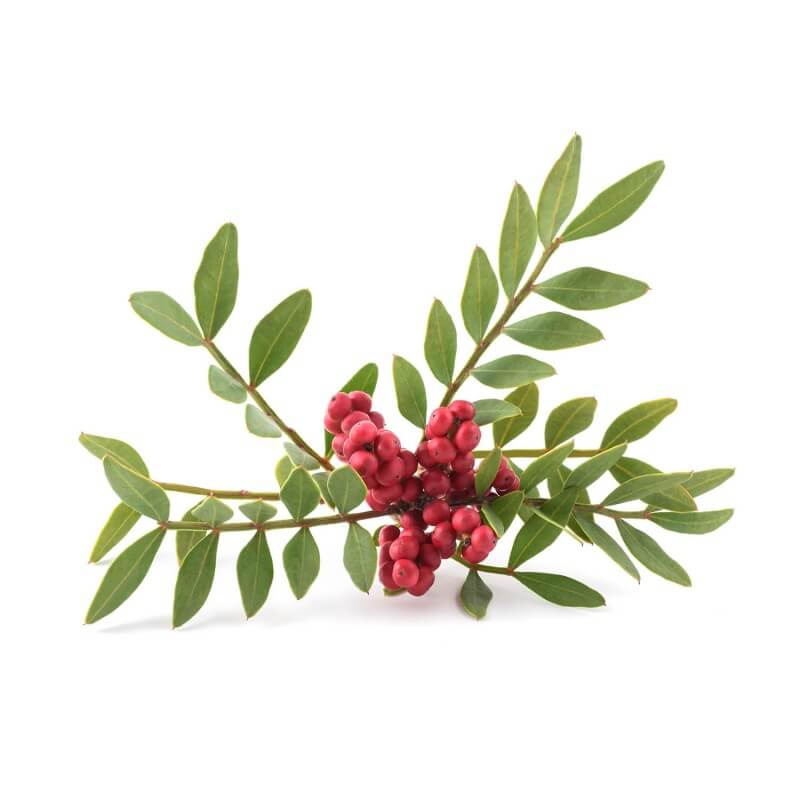 Pistachier lentisque (Pistacia lentiscus) - Godet - Taille 15/30cm - Pépinières Naudet - 4