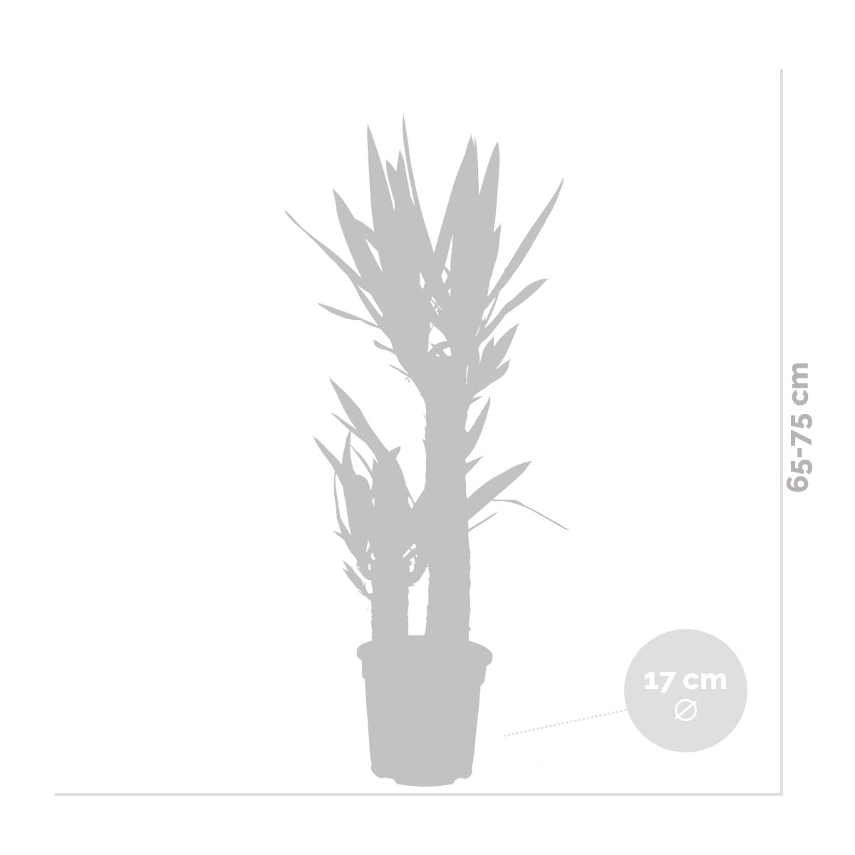 Yucca Elephantipes - Yucca pied d’éléphant - Plante d’intérieur - H. 60-70 cm - P. 17 cm - 3