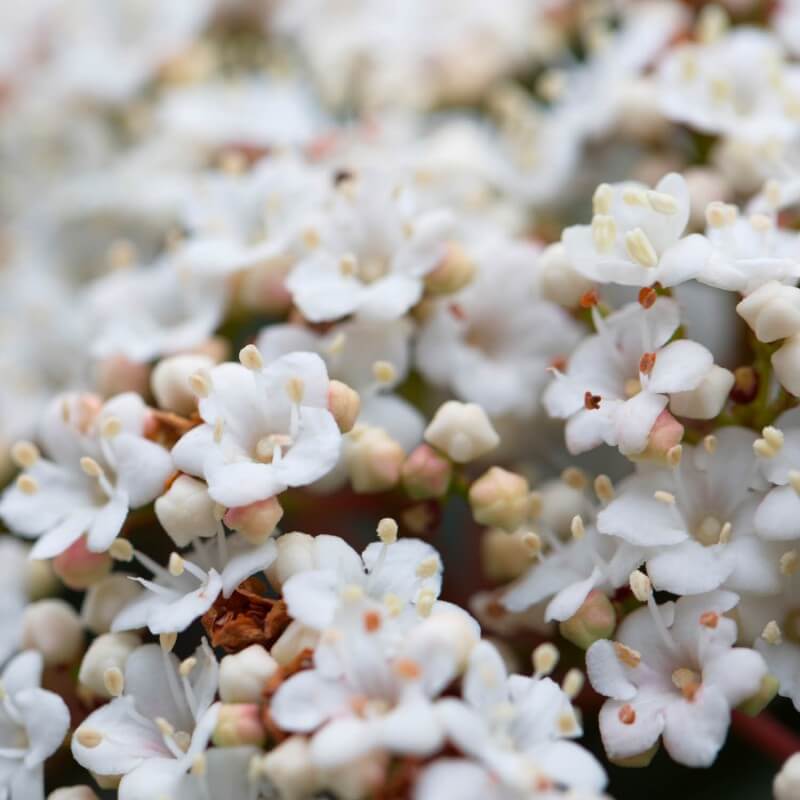 Laurier Tin (Viburnum tinus) - Godet - Taille 13/25cm - Pépinières Naudet - 4