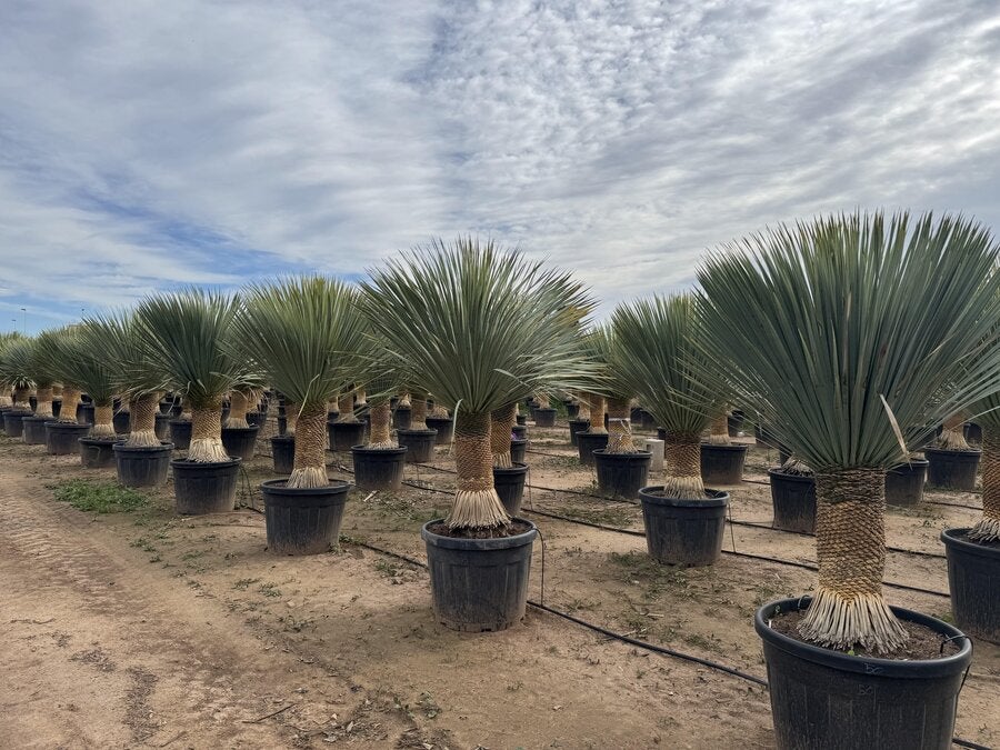 Sunny Tree - Yucca Rostrata - Palmier - Hauteur de la tige 50/60 cm - 180 cm - Lys de palmier rustique - 4