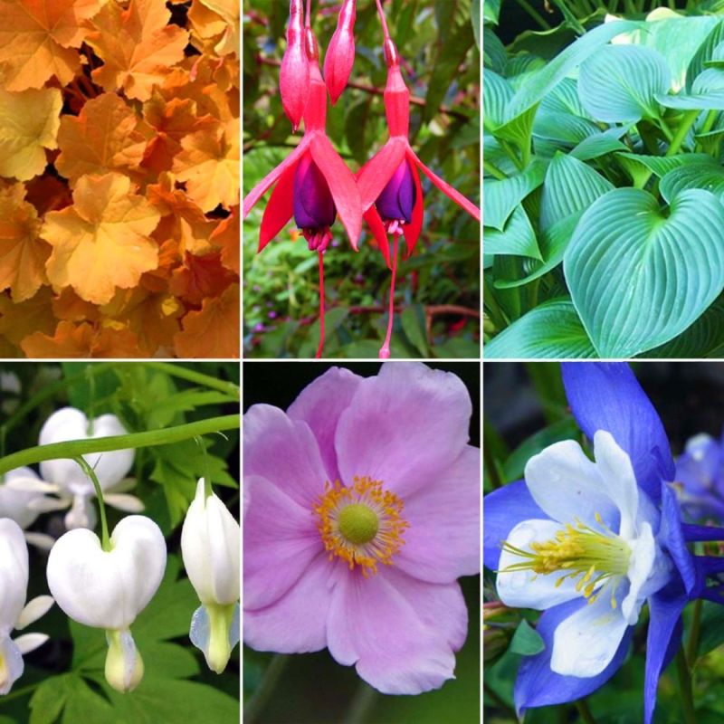 Collection de 13 vivaces mi-ombre - - Pépinières Naudet - 2