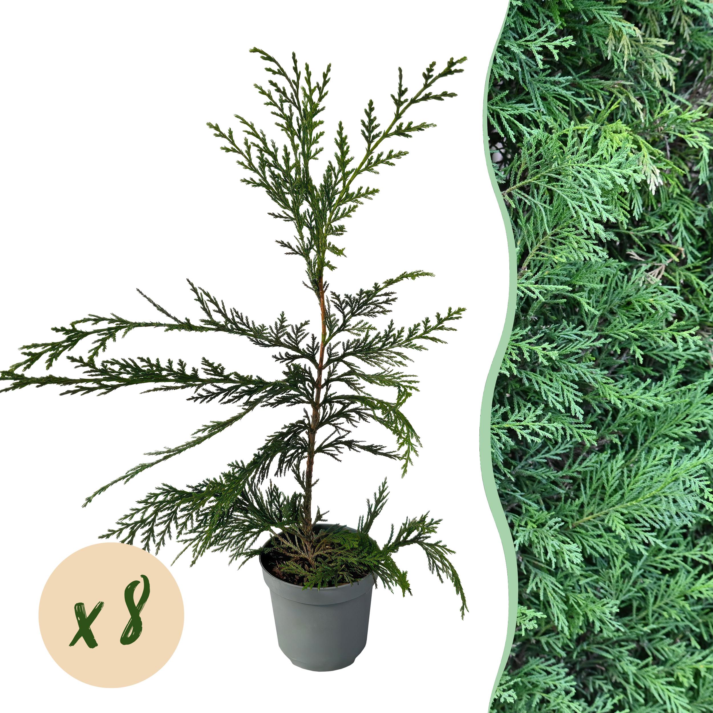 Cupressocyparis Leylandii – Roślina na żywopłot zimozielona – 8 roślin – Doniczka 9 cm – Wysokość 35-40 cm
