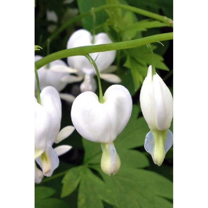 Collection de 13 vivaces mi-ombre - - Pépinières Naudet - 4